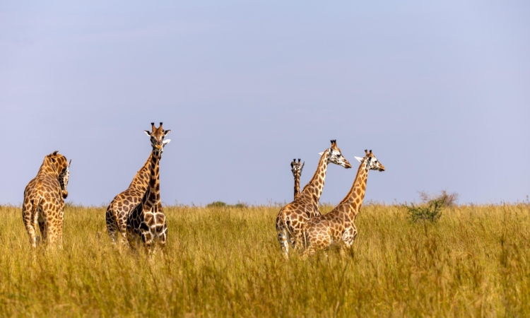 1-Day Murchison Falls Safari - Ultimate Express Wildlife Experience from Kampala