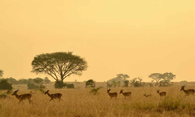 10-Day Uganda Safari - Gorilla Trekking & Wildlife Adventure Itinerary