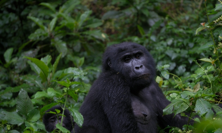 15-Day Uganda Safari - Ultimate Wildlife & Gorilla Trekking Itinerary