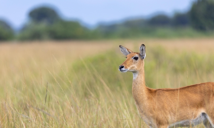 3-Day Murchison Falls National Park Safari - Wildlife & Boat Tour