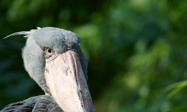 3-Day Ziwa Rhino Trekking & Shoebill Watching Safari in Uganda