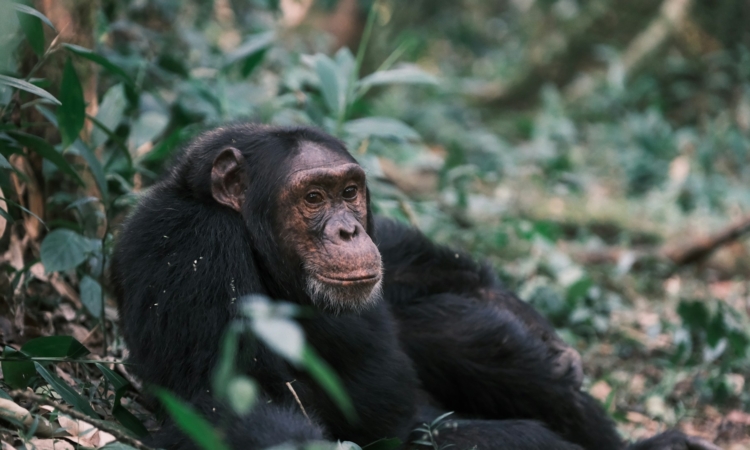 4-Day Murchison Falls Safari - Game Drives & Chimpanzee Trekking Combo