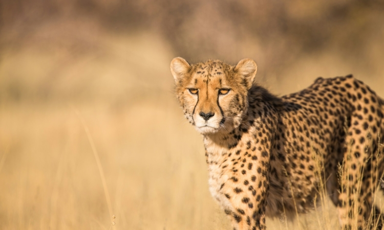 Animals & Wildlife in Murchison Falls National Park