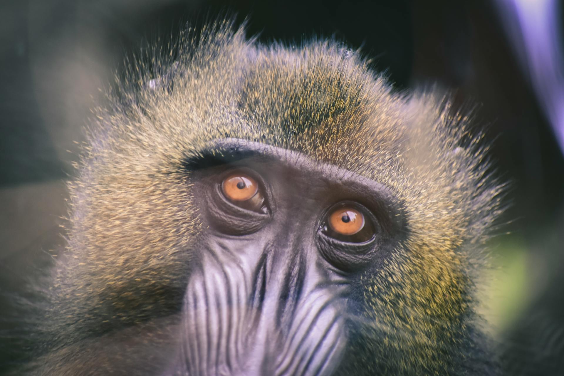 Baboon Watching in Murchison Falls National Park