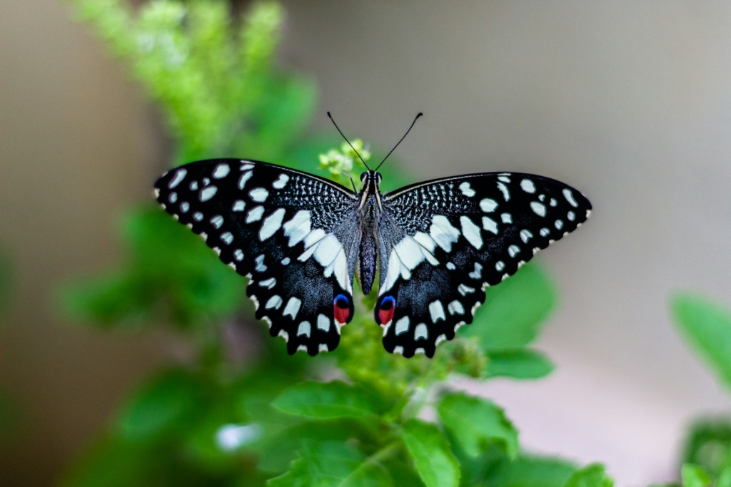 Butterflies of Murchison Falls