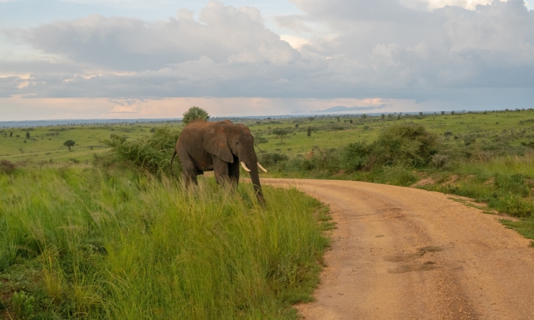 Celebrate New Year's Day at Murchison Falls National Park
