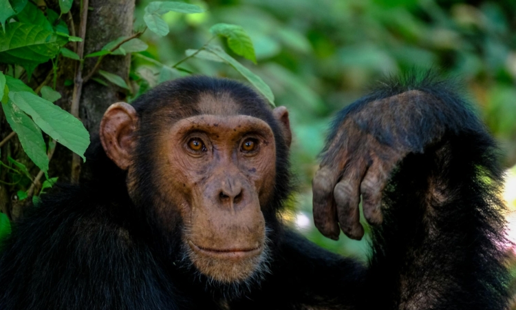 Chimpanzee in Murchison Falls - Best Locations & Tour Tips