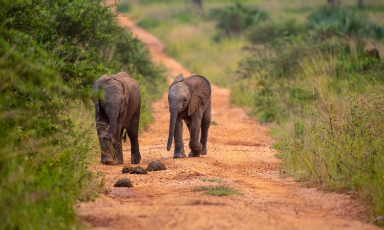 Christmas Day Safari at Murchison Falls National Park