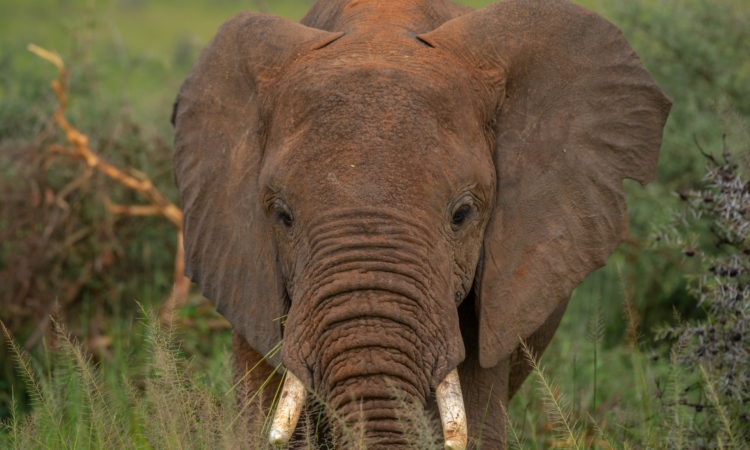 Easter Safari at Murchison Falls - Trip Planning Tips