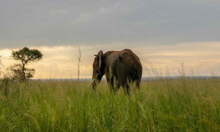 Game Viewing Tracks in Murchison Falls