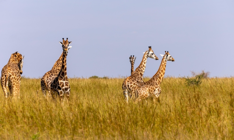 Honeymoon Track Murchison Falls