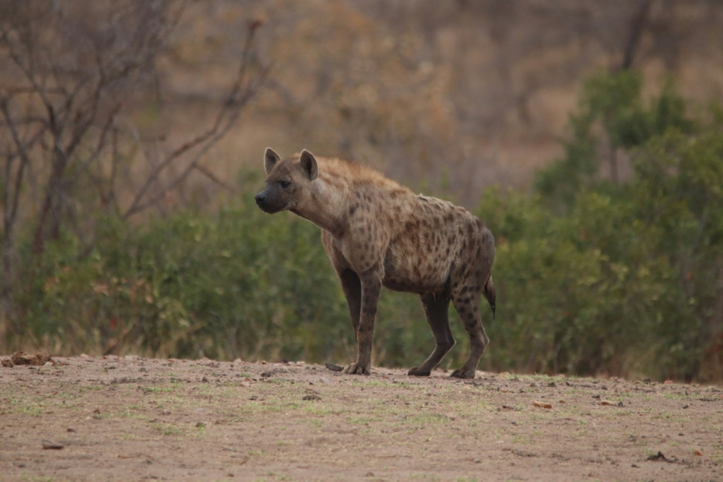 Hyenas in Murchison Falls