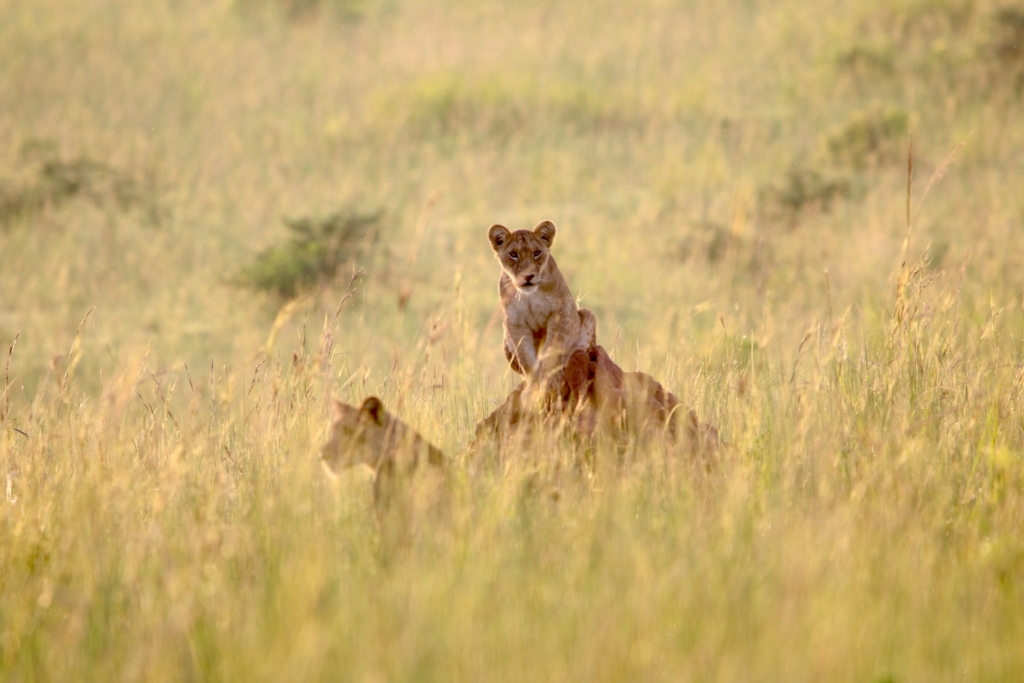 Lions of Murchison Falls