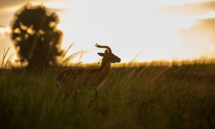 Murchison Falls Geography & Climate - When & Where to Visit