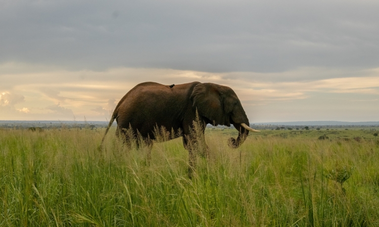 Murchison Falls National Park Fees & Charges – 2025/26 Entry Costs & Penalties