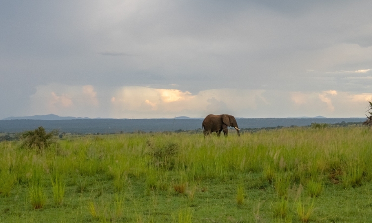 Murchison Falls Travel Guide - Essential Tips for Your Safari Adventure