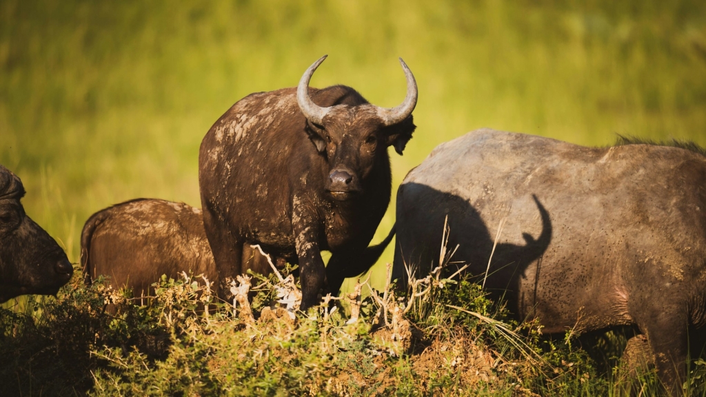 Murchison Falls in April
