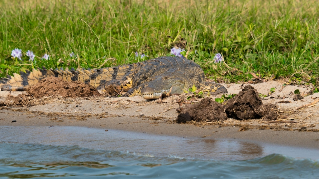 Nile Crocodiles in Murchison Falls