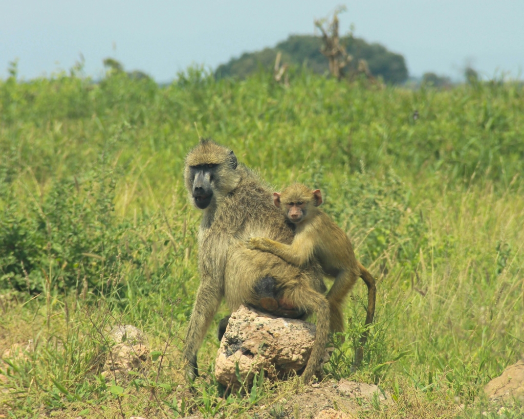 Olive Baboons