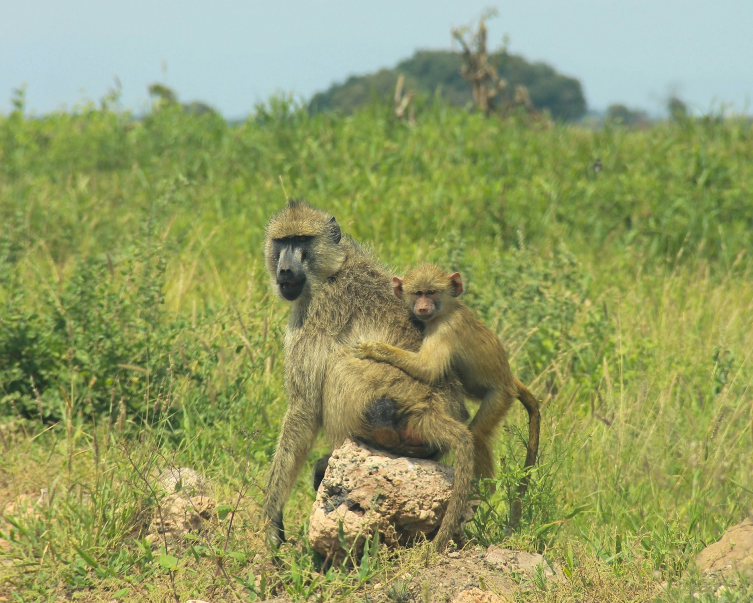 Wolves Baboons Olive Baboons in Murchison Falls | Safari Guide