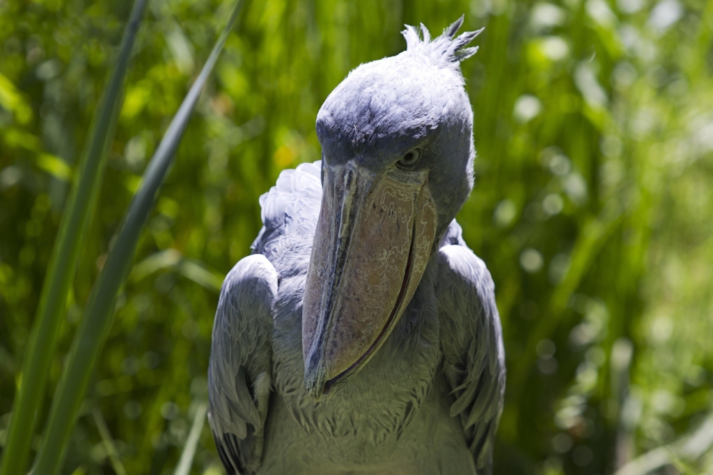 Shoebill Sighting in Murchison Falls National Park