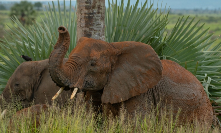Top Activities & Things to Do in Murchison Falls National Park