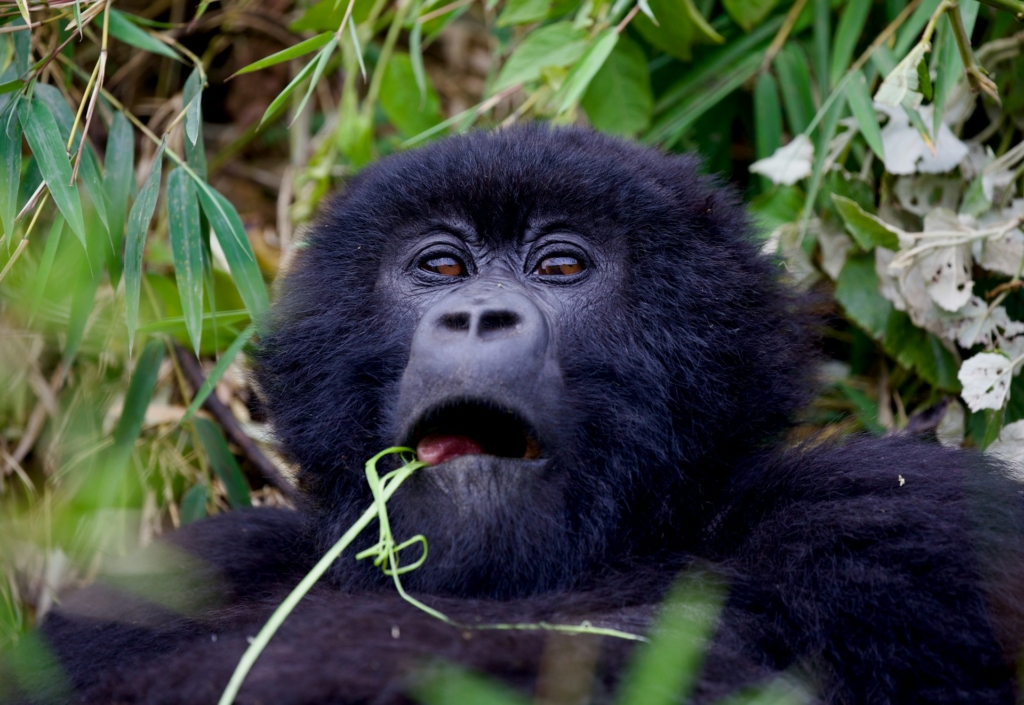 Gorilla Trekking in Mgahinga National Park