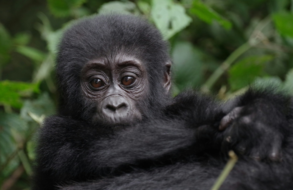 Gorilla Trekking in Uganda